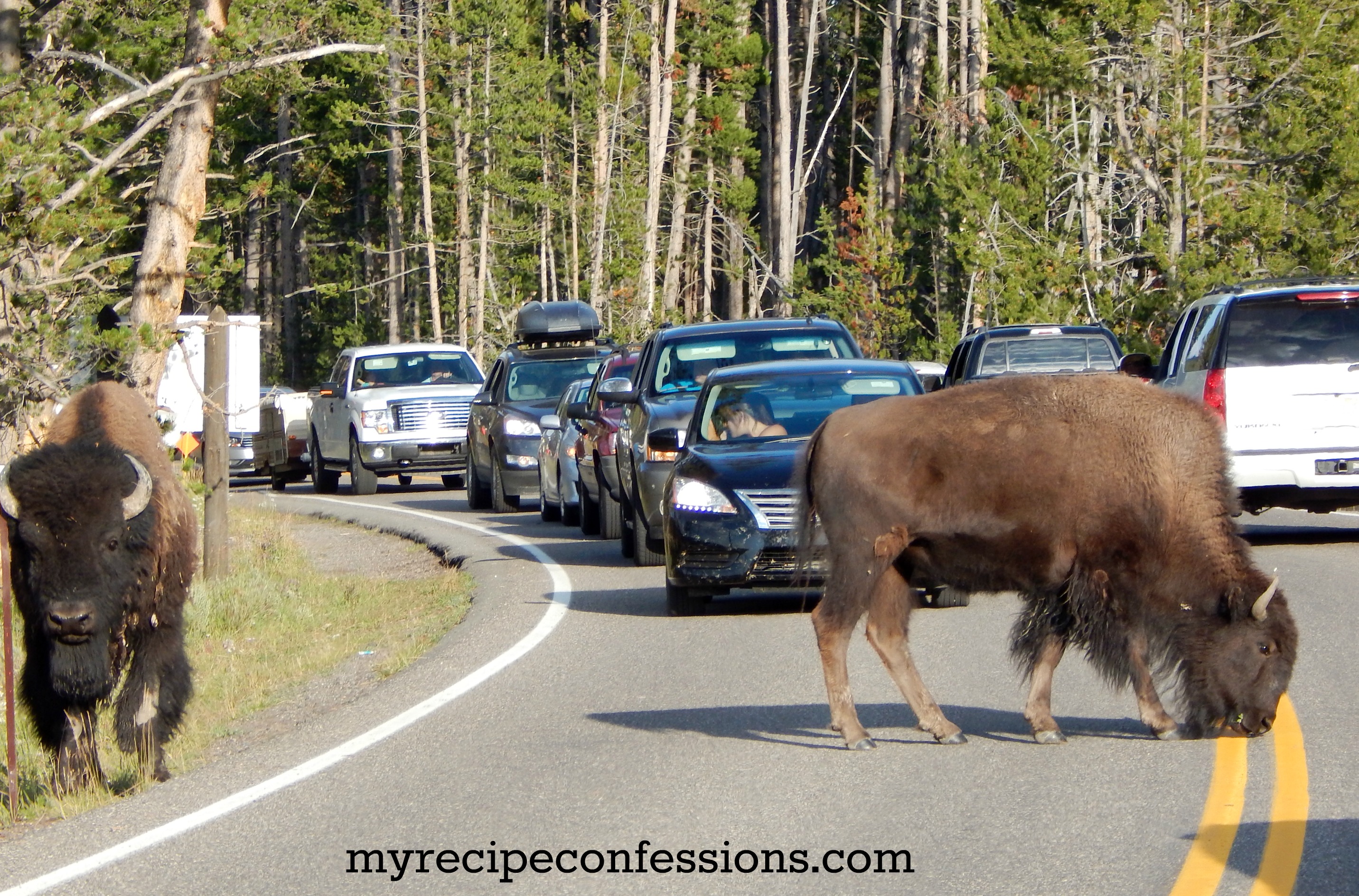 Buffalo crossing